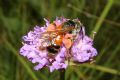 Andrena hattorfiana